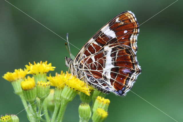 Landkaartje (Araschnia levana)