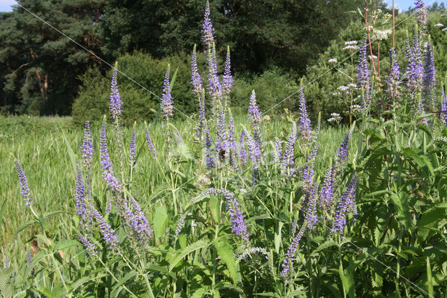 Long-leaved Speedwell (Veronica longifolia)