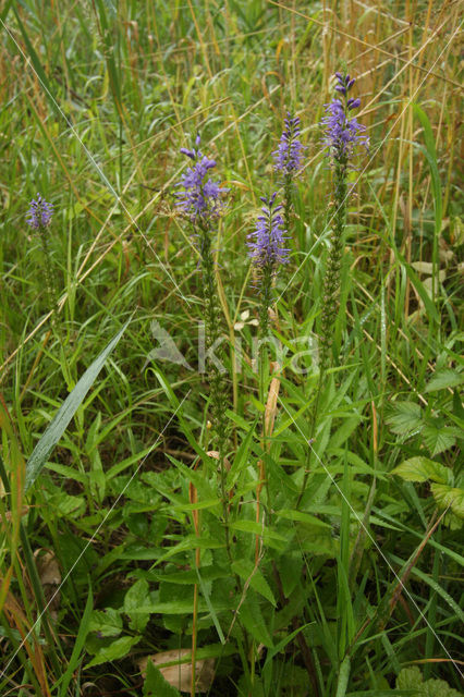 Long-leaved Speedwell (Veronica longifolia)