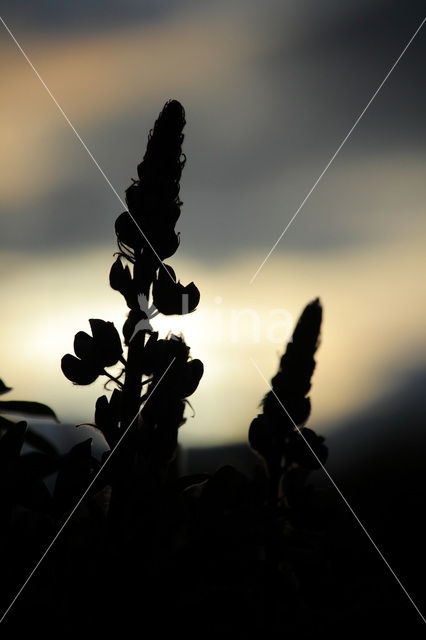 Lupine (Lupinus spec.)