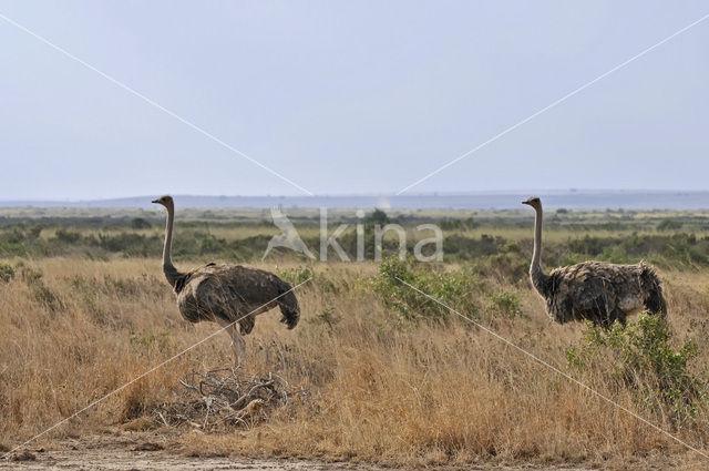 Masai ostrich (Struthio camelus massaicus)