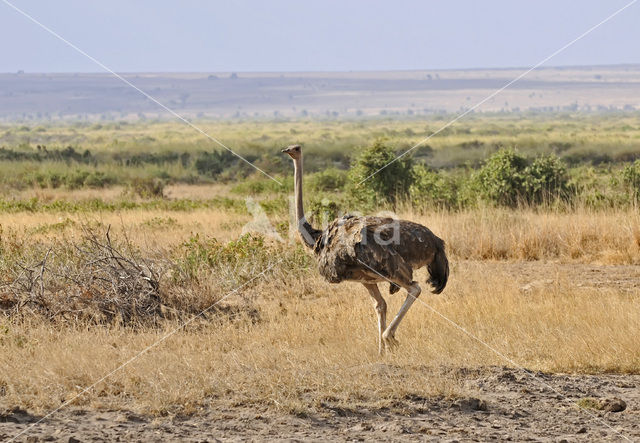 Masai struisvogel (Struthio camelus massaicus)