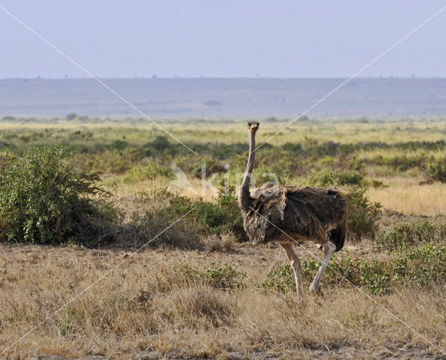 Masai struisvogel (Struthio camelus massaicus)