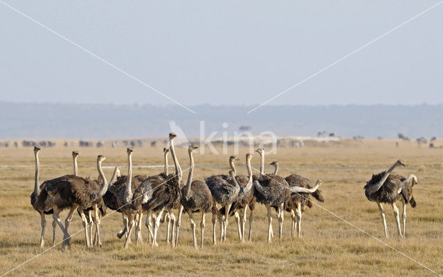 Masai struisvogel (Struthio camelus massaicus)