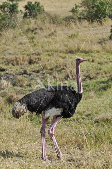 Masai struisvogel (Struthio camelus massaicus)