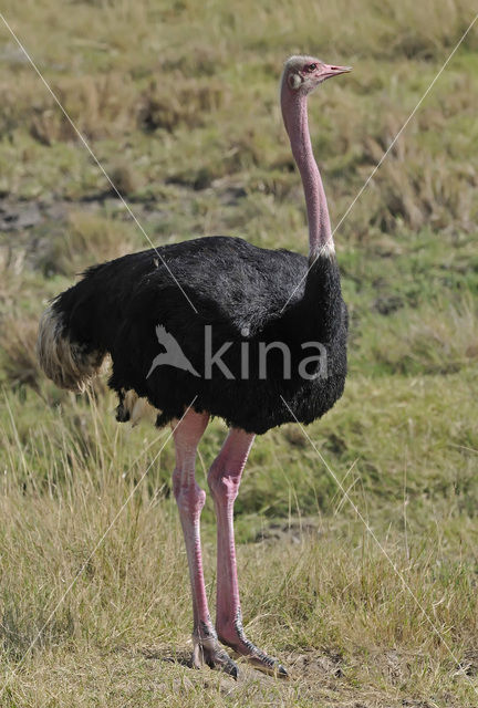 Masai struisvogel (Struthio camelus massaicus)