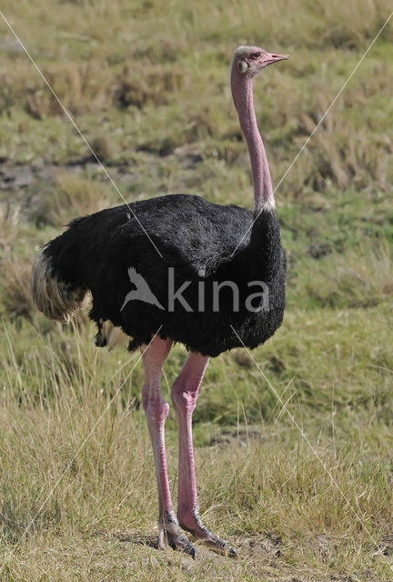 Masai ostrich (Struthio camelus massaicus)