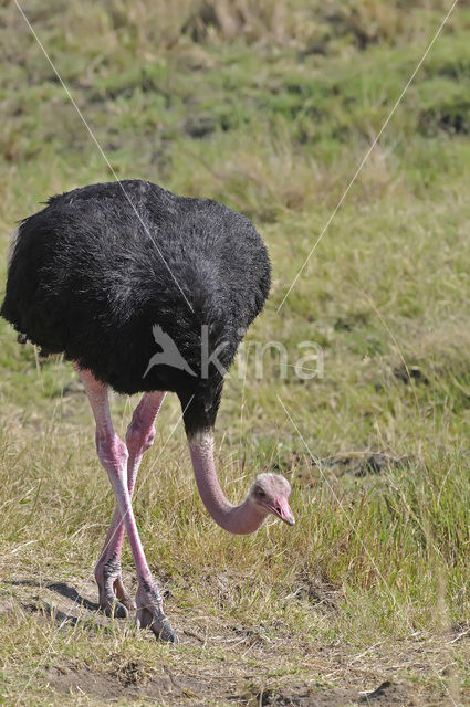 Masai struisvogel (Struthio camelus massaicus)