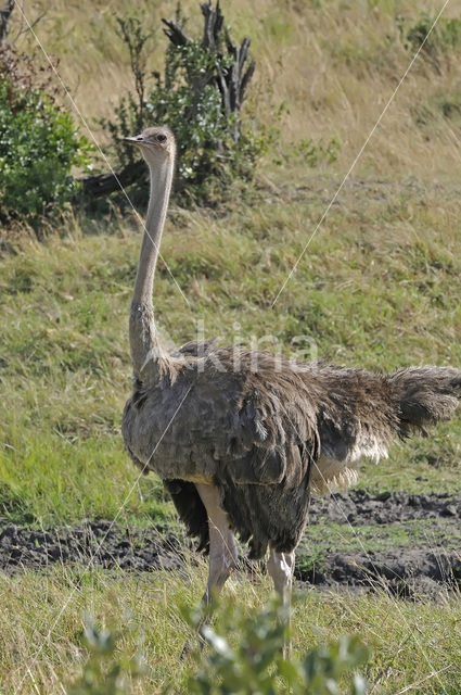 Masai struisvogel (Struthio camelus massaicus)