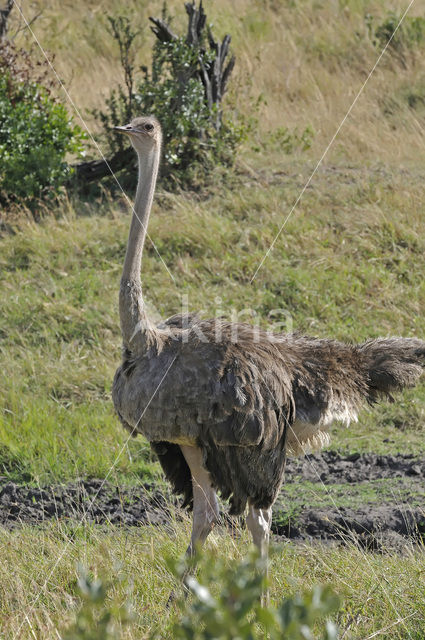 Masai ostrich (Struthio camelus massaicus)