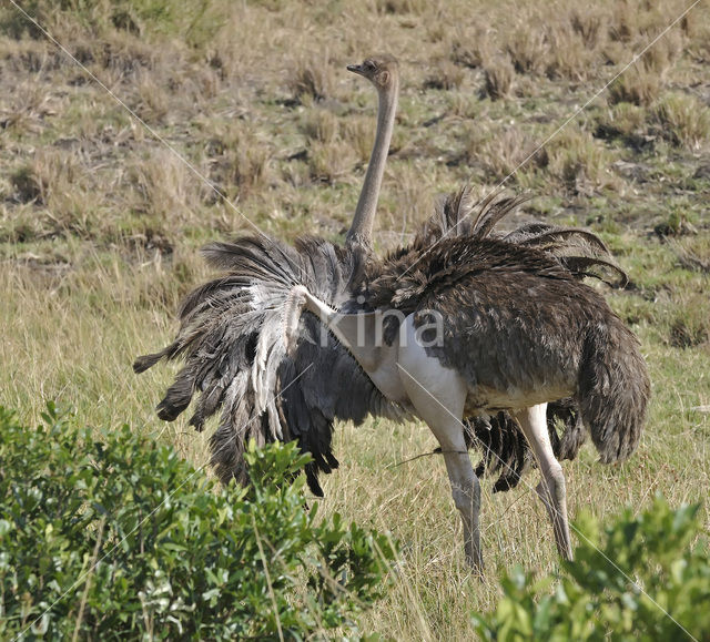 Masai struisvogel (Struthio camelus massaicus)