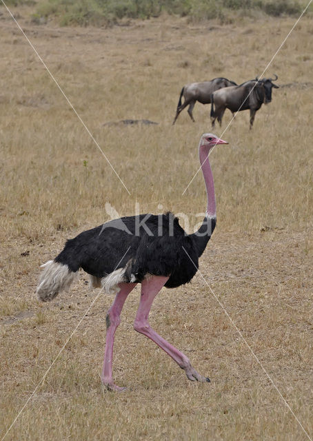 Masai struisvogel (Struthio camelus massaicus)