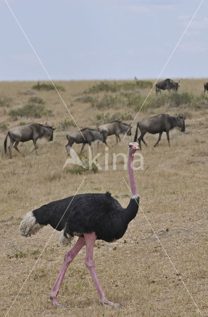 Masai struisvogel (Struthio camelus massaicus)