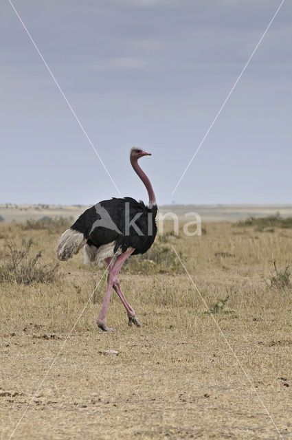 Masai ostrich (Struthio camelus massaicus)