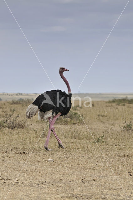 Masai struisvogel (Struthio camelus massaicus)