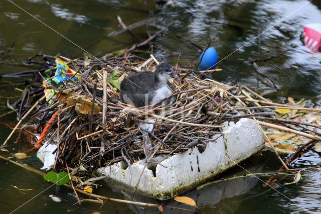 Meerkoet (Fulica atra)