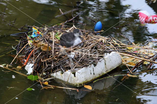 Meerkoet (Fulica atra)