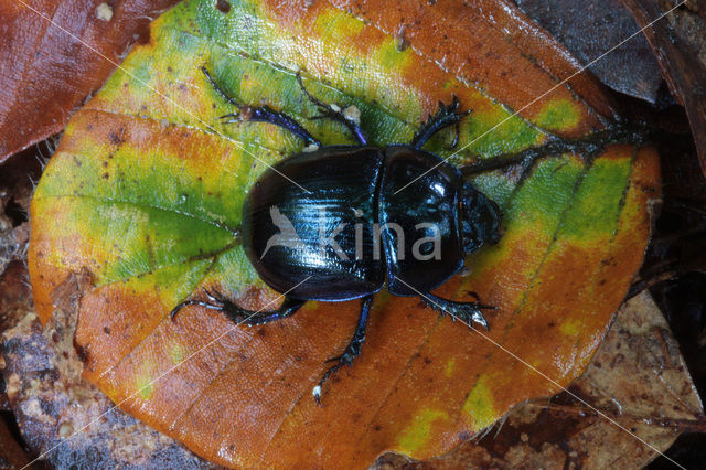 Dung beetle (Aphodius sp.)