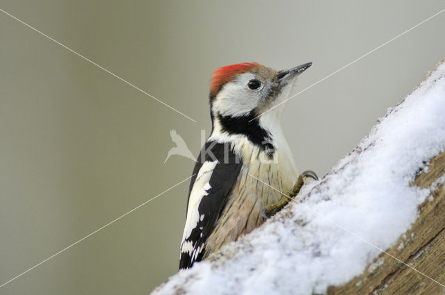 Middelste Bonte Specht (Dendrocopos medius)