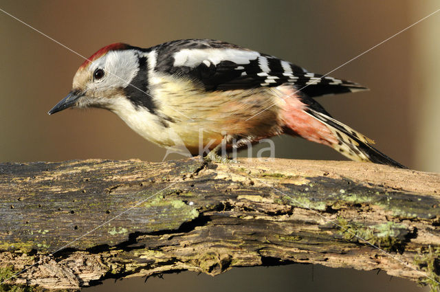 Middelste Bonte Specht (Dendrocopos medius)