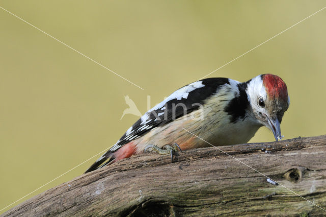 Middelste Bonte Specht (Dendrocopos medius)