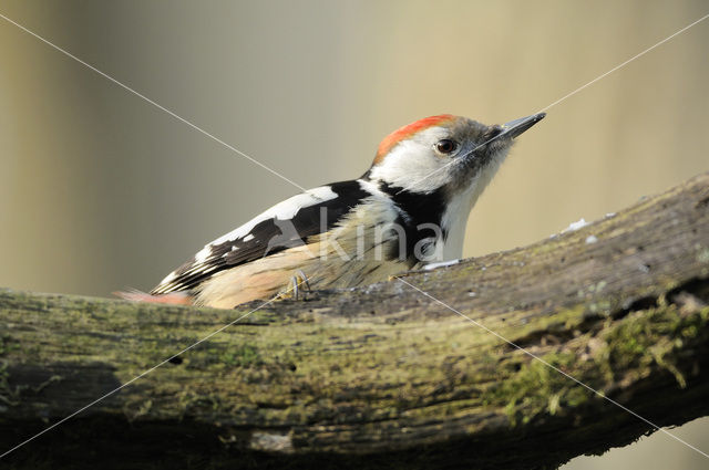 Middelste Bonte Specht (Dendrocopos medius)