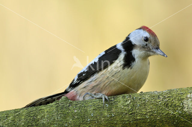 Middelste Bonte Specht (Dendrocopos medius)