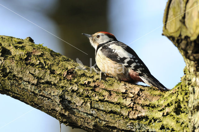 Middle Spotted Woodpecker (Dendrocopos medius)