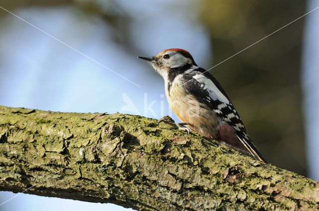 Middelste Bonte Specht (Dendrocopos medius)