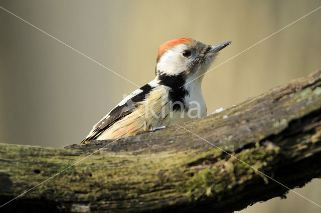 Middelste Bonte Specht (Dendrocopos medius)