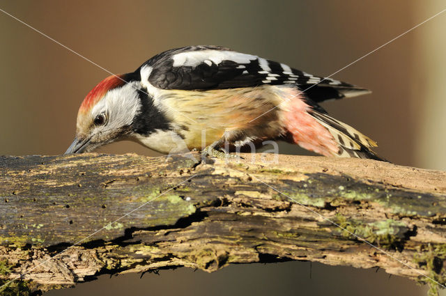 Middelste Bonte Specht (Dendrocopos medius)