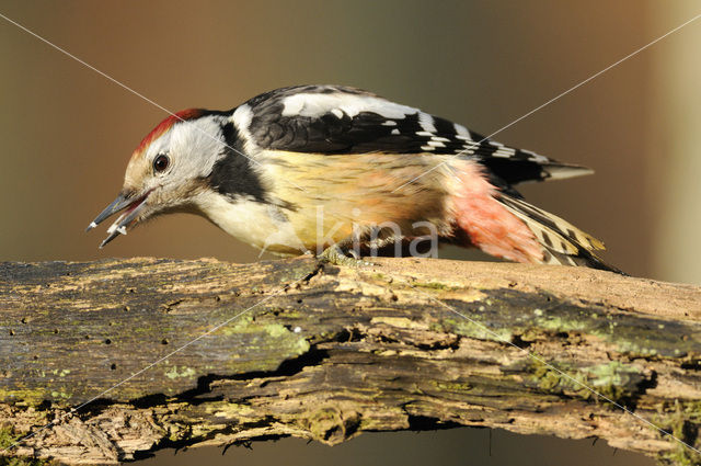 Middelste Bonte Specht (Dendrocopos medius)