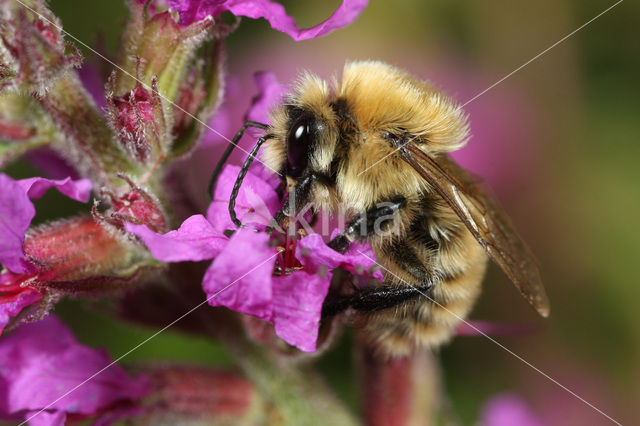 Scarce carder bee (Bombus muscorum)