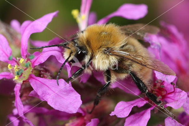 Scarce carder bee (Bombus muscorum)