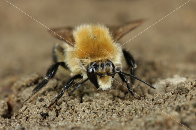 Scarce carder bee (Bombus muscorum)