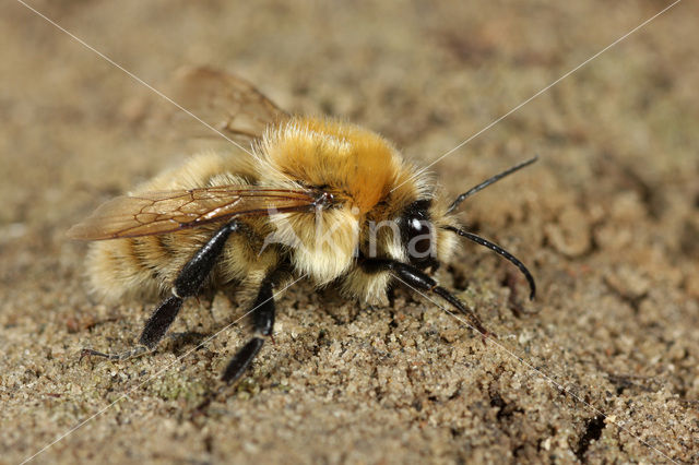 Moshommel (Bombus muscorum)