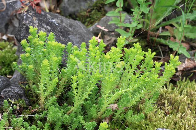 Biting Stonecrop (Sedum acre)