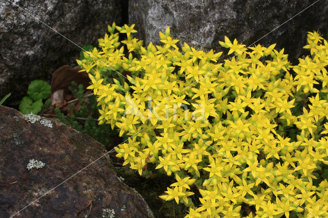 Biting Stonecrop (Sedum acre)