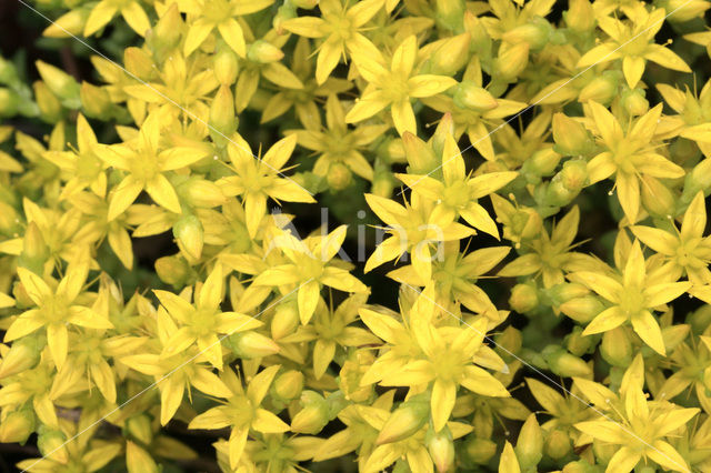 Biting Stonecrop (Sedum acre)