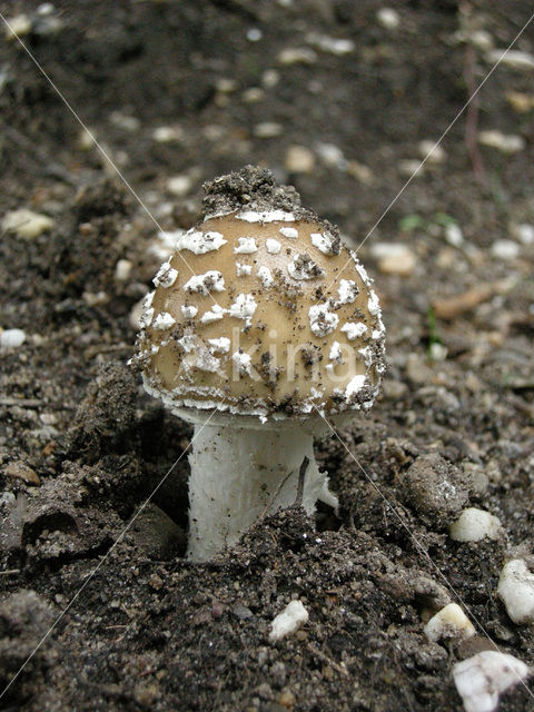 Narcisamaniet (Amanita gemmata)