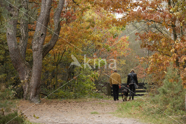 National Park Drents-Friese Wold