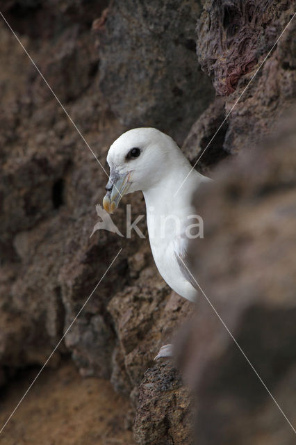 Noordse Stormvogel (Fulmarus glacialis)