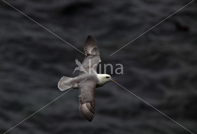 Noordse Stormvogel (Fulmarus glacialis)