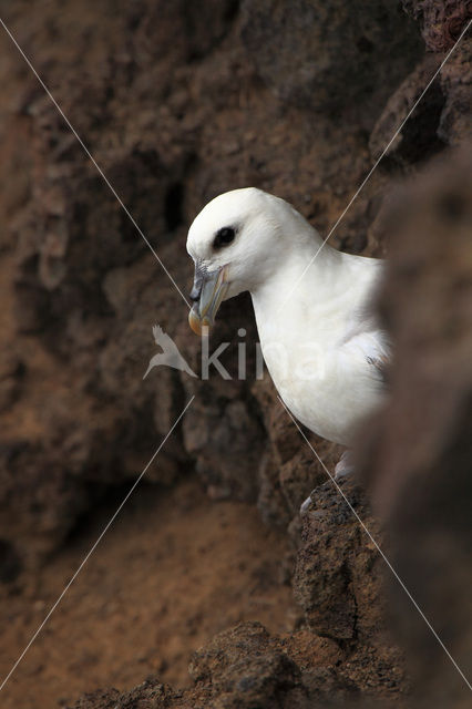 Noordse Stormvogel (Fulmarus glacialis)