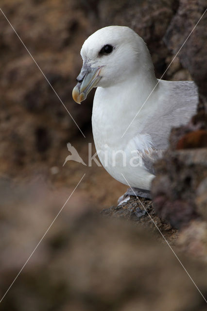 Noordse Stormvogel (Fulmarus glacialis)