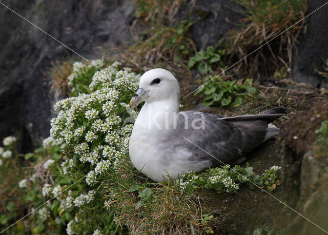 Noordse Stormvogel (Fulmarus glacialis)