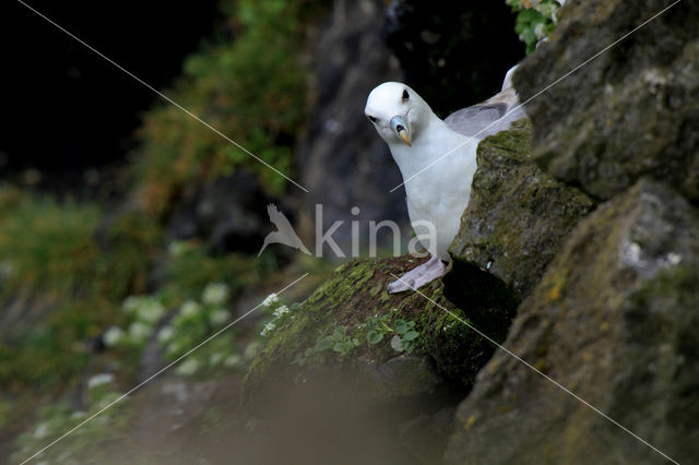 Noordse Stormvogel (Fulmarus glacialis)