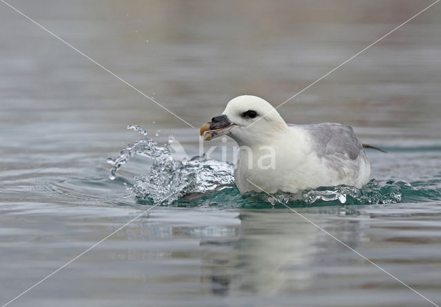 Noordse Stormvogel (Fulmarus glacialis)