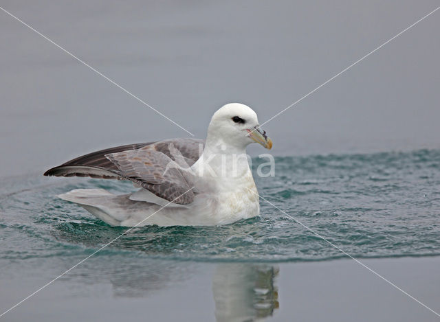 Northern Fulmar (Fulmarus glacialis)