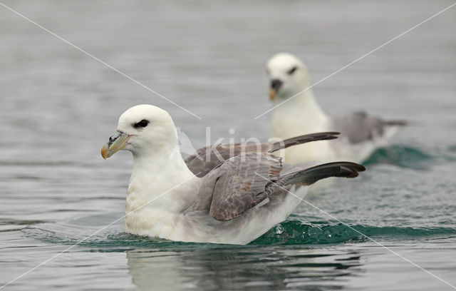 Noordse Stormvogel (Fulmarus glacialis)